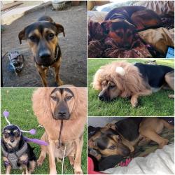 Lost Male Dog last seen Old hwy 53/ around the corner from Crossroads, Clearlake, CA 95422