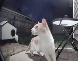 Found/Stray Unknown Cat last seen Wind dancer, San Antonio, TX 78251