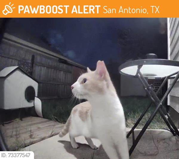 Found/Stray Unknown Cat last seen Wind dancer, San Antonio, TX 78251
