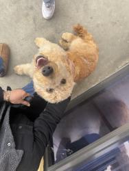 Lost Male Dog last seen Flora st Ontario, Ontario, CA 91762