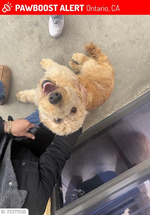 Lost Male Dog last seen Flora st Ontario, Ontario, CA 91762