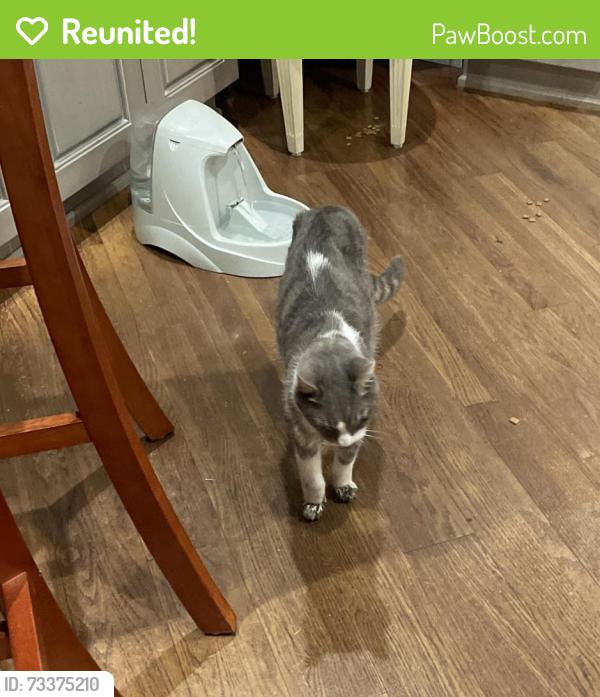 Reunited Male Cat last seen Mandana & Ardmore, Oakland, CA 94610