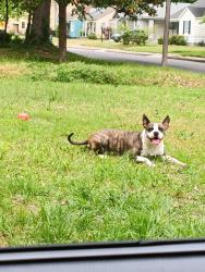Lost Female Dog last seen Highland ave, Memphis, TN 38111