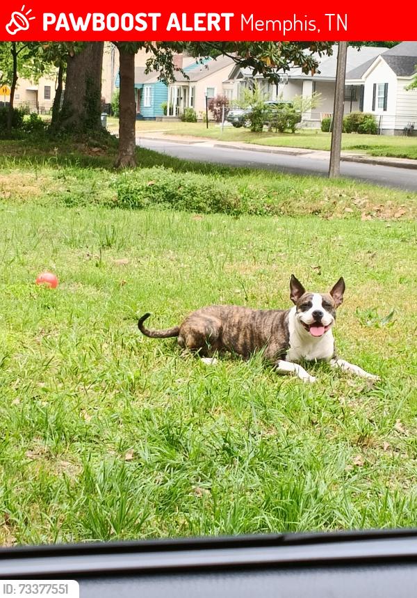 Lost Female Dog last seen Highland ave, Memphis, TN 38111