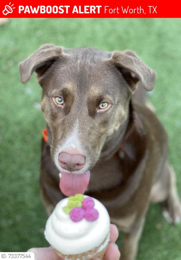 Lost Male Dog last seen Paloma Village, Alliance Town Center (Bronzewing Dr), Fort Worth, TX 76177