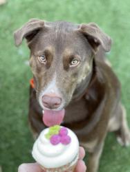 Lost Male Dog last seen Paloma Village, Alliance Town Center (Bronzewing Dr), Fort Worth, TX 76177