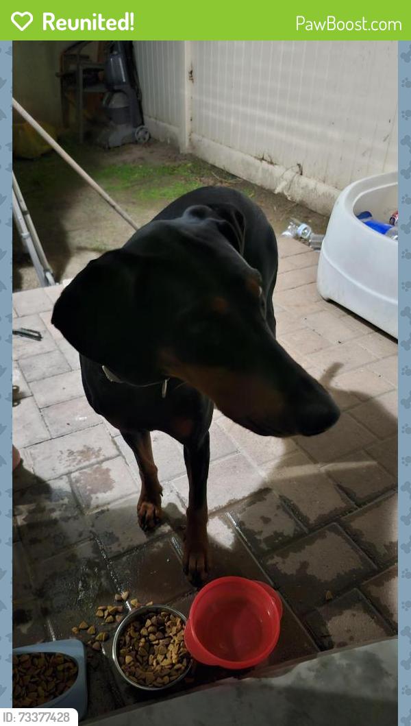 Reunited Female Dog last seen Philadelphia Park pomona ca, Pomona, CA 91766