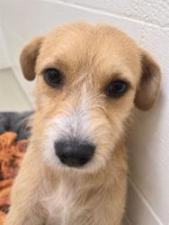 Shelter Stray Female Dog last seen THORNTON & CEDAR, 1950 Stevenson Blvd, Fremont, CA 94538, USA