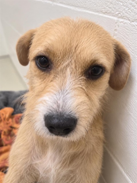 Shelter Stray Female Dog last seen THORNTON & CEDAR, 1950 Stevenson Blvd, Fremont, CA 94538, USA
