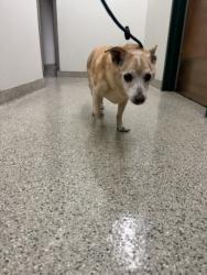 Shelter Stray Male Dog last seen KAIBAB CT, 1950 Stevenson Blvd, Fremont, CA 94538, USA