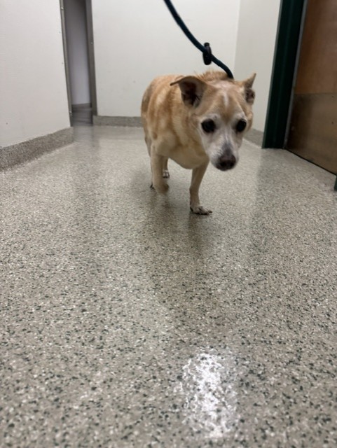 Shelter Stray Male Dog last seen KAIBAB CT, 1950 Stevenson Blvd, Fremont, CA 94538, USA