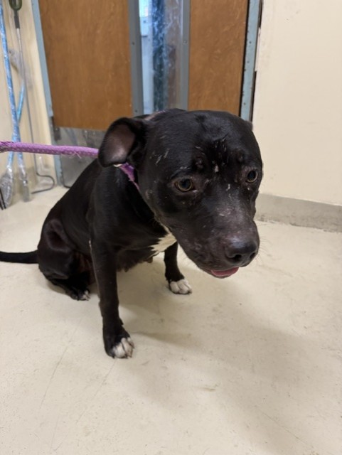 Shelter Stray Female Dog last seen ASH ST, 1950 Stevenson Blvd, Fremont, CA 94538, USA
