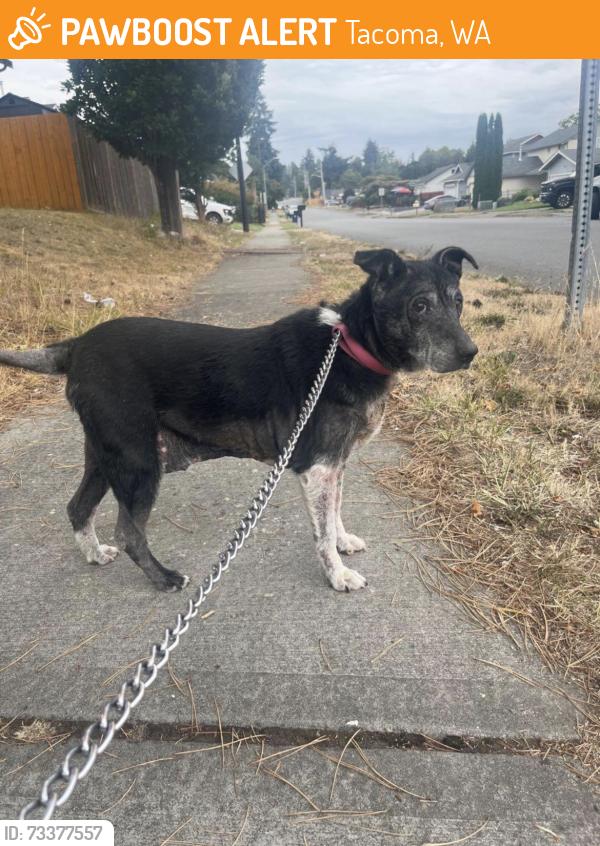 Found/Stray Male Dog last seen 90th and S M, Tacoma, WA 98444