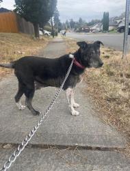Found/Stray Male Dog last seen 90th and S M, Tacoma, WA 98444