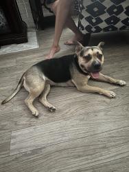 Lost Female Dog last seen Lancashire grand River, Detroit, MI 48223