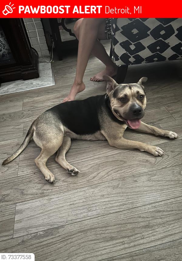 Lost Female Dog last seen Lancashire grand River, Detroit, MI 48223