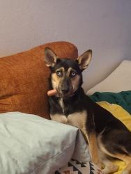 Reunited Female Dog last seen Southern & Alma School, Mesa AZ, Mesa, AZ 85210