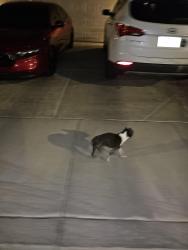 Found/Stray Female Dog last seen Stephanie and trail canyon, Henderson, NV 89074