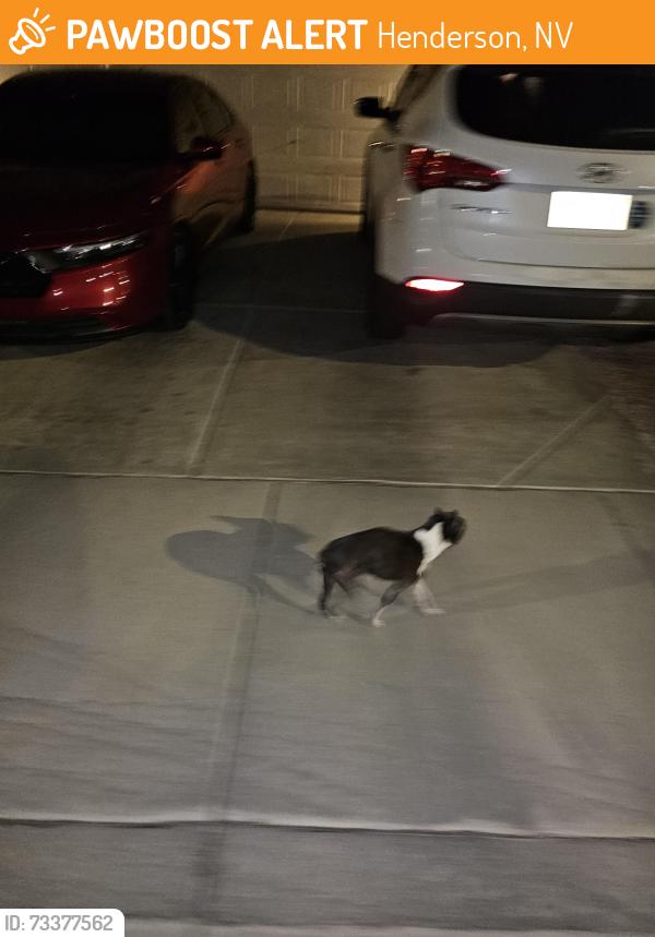 Found/Stray Female Dog last seen Stephanie and trail canyon, Henderson, NV 89074