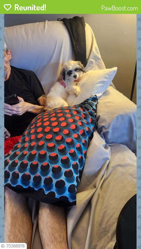 Reunited Female Dog last seen Comly and tulip st, Philadelphia, PA 19135