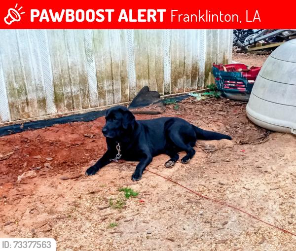 Lost Male Dog last seen Richard's tire shop, Franklinton, LA 70438