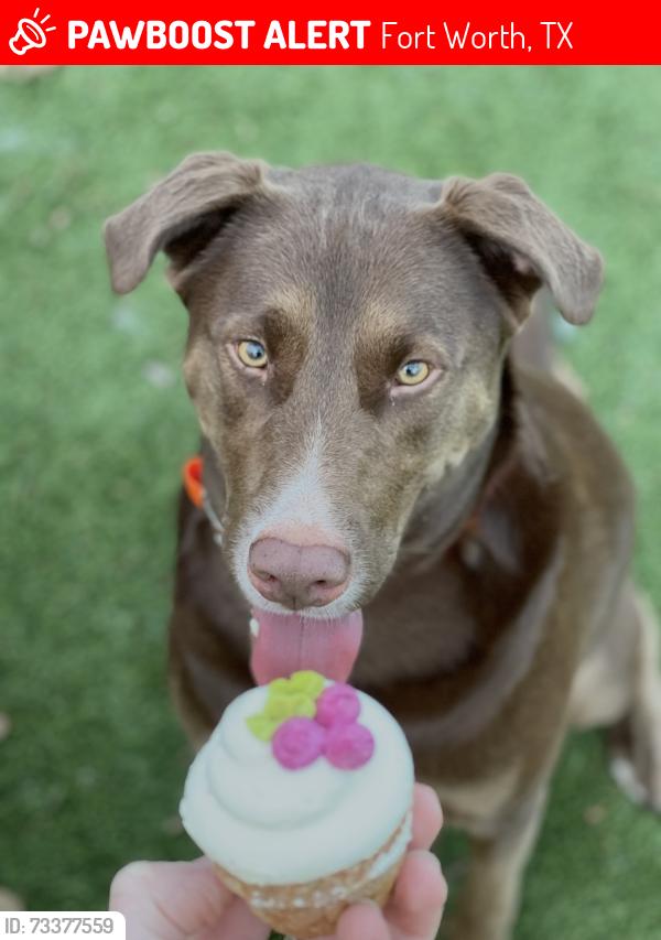 Lost Male Dog last seen Alliance Town Center and Bronzewing Dr, Fort Worth, TX 76177
