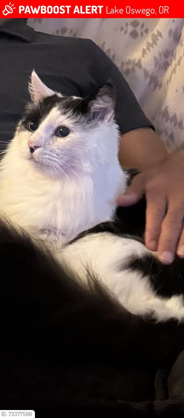 Lost Male Cat last seen Hunt Club apmts across from Trader Joe's, Lake Oswego, OR 97035