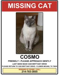 Lost Male Cat last seen Brittany drive, Sandra Lynn, Bruton Orand, Flower Mound, TX 75022