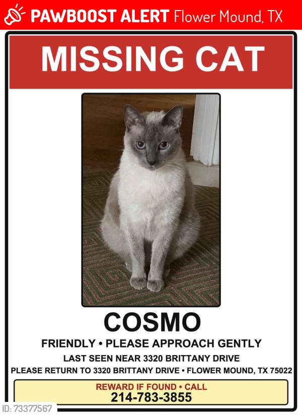 Lost Male Cat last seen Brittany drive, Sandra Lynn, Bruton Orand, Flower Mound, TX 75022
