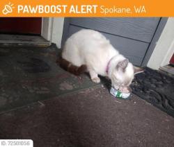 Lost Female Cat last seen Rowan and Driscoll, Spokane, WA 99205