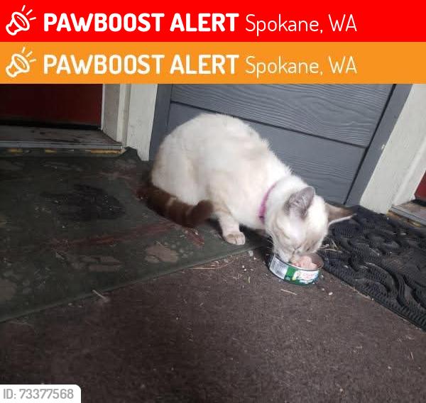 Lost Female Cat last seen Rowan and Driscoll, Spokane, WA 99205