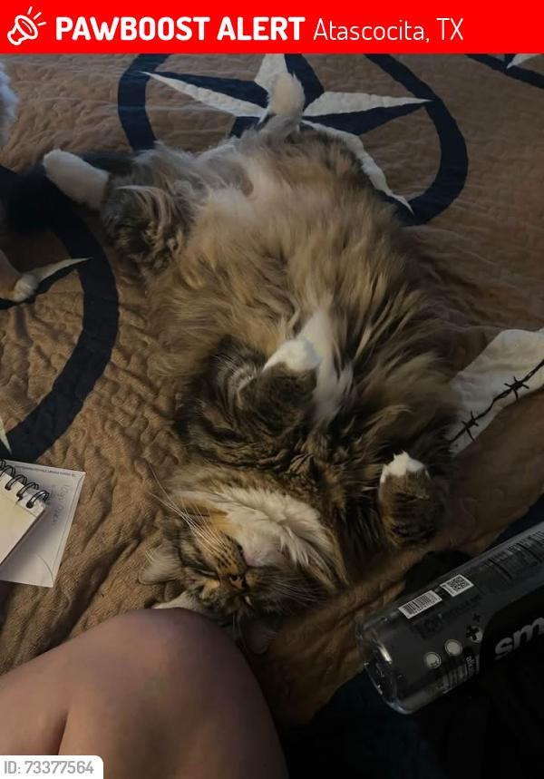Lost Male Cat last seen Treewood dr, Atascocita, TX 77346