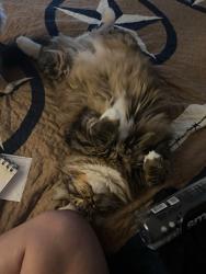 Lost Male Cat last seen Treewood dr, Atascocita, TX 77346