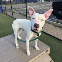 Shelter Stray Male Dog last seen , Animal Care & Control Team of Philly, 111 W Hunting Park Ave, Philadelphia, PA 19140, USA