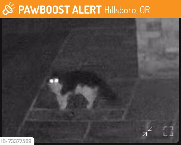 Found/Stray Unknown Cat last seen NW Phillips Rd and NW Rd, Hillsboro, OR 97124