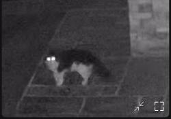 Found/Stray Unknown Cat last seen NW Phillips Rd and NW Rd, Hillsboro, OR 97124