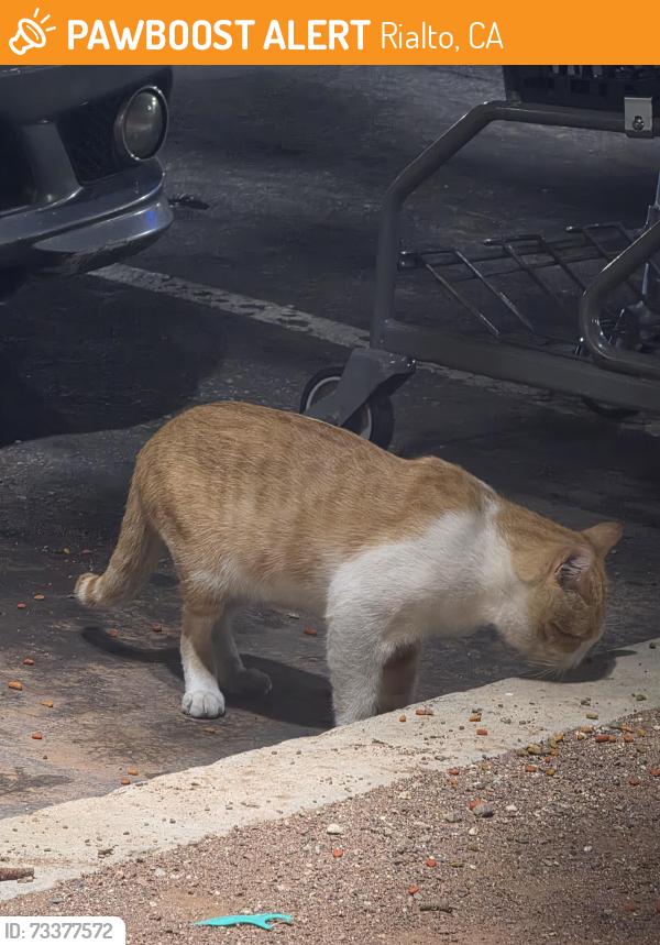Found/Stray Male Cat last seen Food 4 Less, Rialto, CA 92376