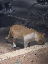 Found/Stray Male Cat last seen Food 4 Less, Rialto, CA 92376