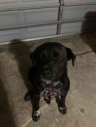 Lost Male Dog last seen Farm to Market Rd 365, Nederland, TX 77627, Port Arthur, TX 77642