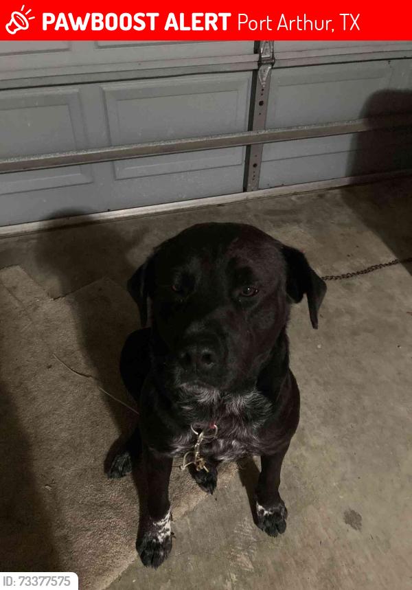 Lost Male Dog last seen Farm to Market Rd 365, Nederland, TX 77627, Port Arthur, TX 77642
