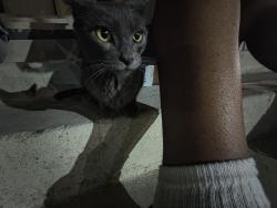 Found/Stray Female Cat last seen near motel, Victorville, CA 92395