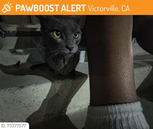 Found/Stray Female Cat last seen near motel, Victorville, CA 92395