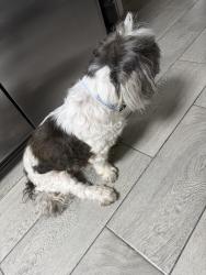 Found/Stray Male Dog last seen Columbus and Chase, Los Angeles, CA 91343
