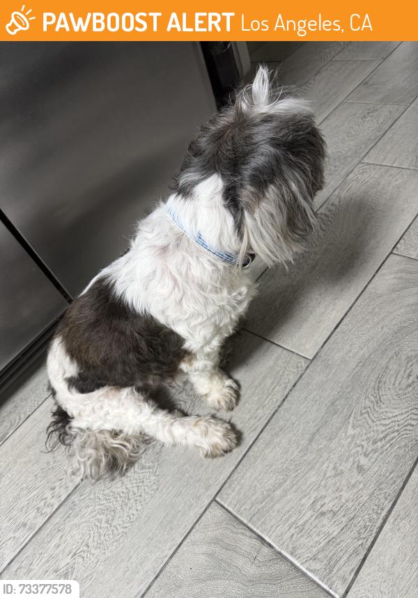Found/Stray Male Dog last seen Columbus and Chase, Los Angeles, CA 91343