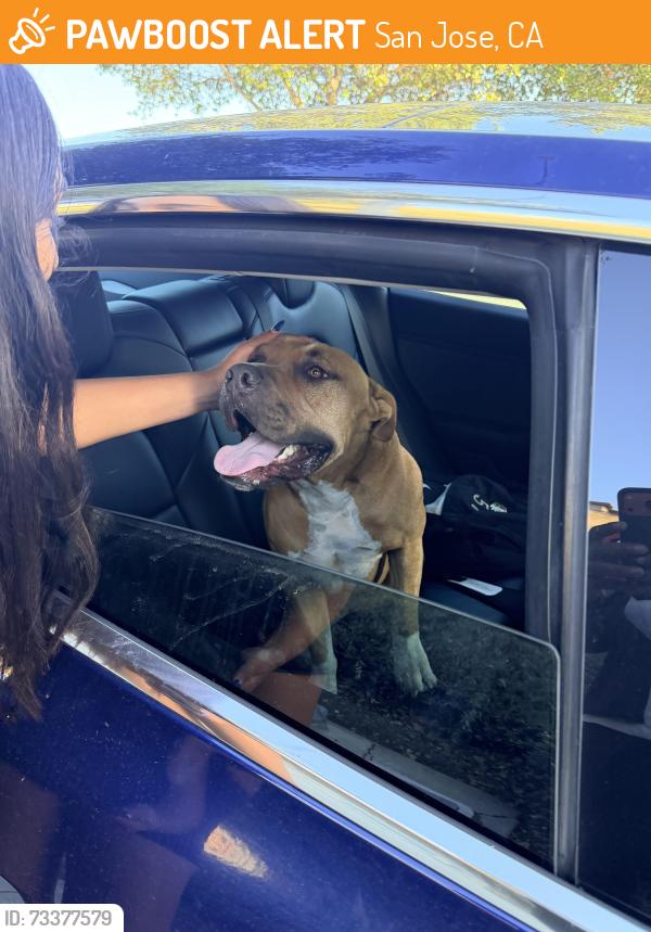 Found/Stray Male Dog last seen Trestlewood Dr, san jose, San Jose, CA 95138