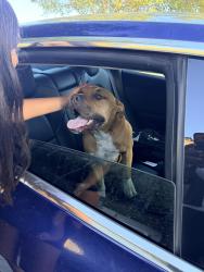 Found/Stray Male Dog last seen Trestlewood Dr, san jose, San Jose, CA 95138