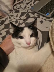 Lost Male Cat last seen Groenkloof Plaza, Pretoria, GP 0027