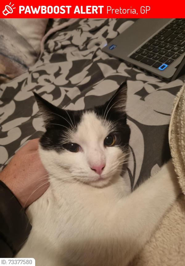 Lost Male Cat last seen Groenkloof Plaza, Pretoria, GP 0027