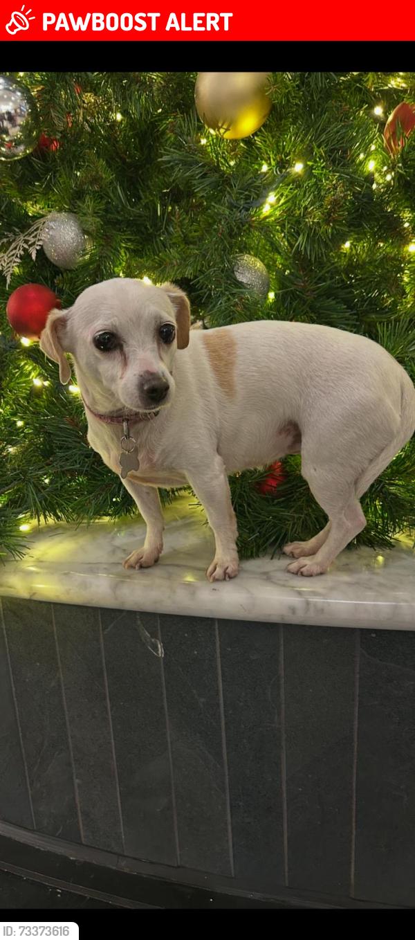 Lost Female Dog last seen Calle Jade #90, Playas de Rosarito, B.C. 22713