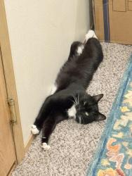 Lost Male Cat last seen Grandview ave, Tacoma, WA 98404